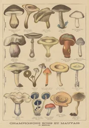 Essbare und giftige Pilze